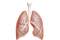 Asbestos Lung Cancer