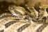Two Florida Men Charged with Rattlesnake Trafficking