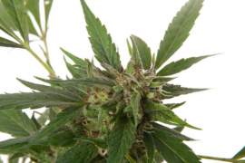 Legality of Cannabis