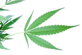 The Issue of Legalizing Marijuana