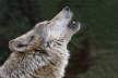 Conservation Groups File Suit Against Kill-at-Will Wolf Policy