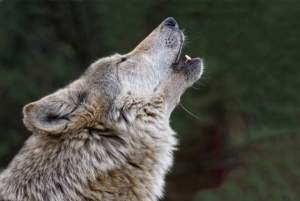 Conservation Groups File Suit Against Kill-at-Will Wolf Policy