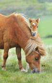 Recent Animal Welfare Act and Horse Protection Act Violations