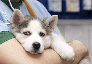 Veterinary Malpractice Suits to Become Commonplace? 
